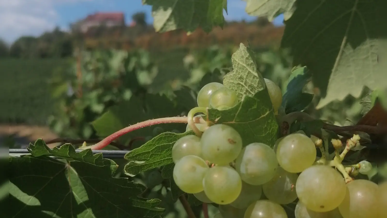 Die Hauptweinlese wird in diesem Jahr in Ipsheim wohl nicht vor Mitte September beginnen. (Archivfoto: Katrin Merklein)