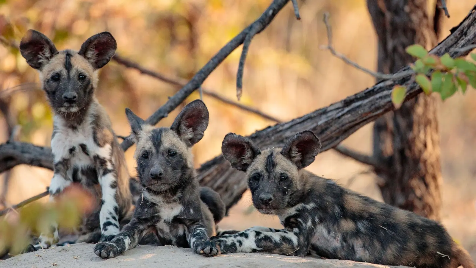 Afrikanische Wildhunde liegen auf dem Boden. Der Klimawandel setzt Tiere und Pflanzen unter Druck: Um zu überleben, müssen sie sich anpassen. (Foto: Bobby-Jo Vial/University of Washington/dpa)