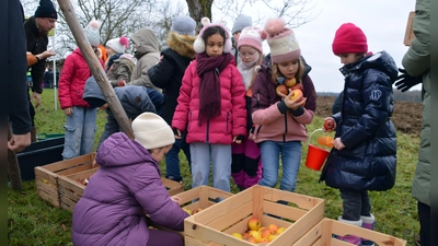 Auf die Äpfel, fertig, los: Die Kinder schnappten sich gleich ihre Früchte, um sie kurze Zeit später in der Presse in Saft zu verwandeln. (Foto: Johannes Zimmermann)