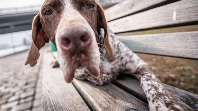 Für Halter ist die Diagnose Demenz schwer - doch es gibt Wege, das Leben der Tiere zu erleichtern (Foto: Frank Rumpenhorst/dpa/dpa-tmn)
