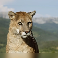 Pumas sind in Amerika heimisch - nicht in Bayern (Archiv).  (Foto: Ronald Wittek/dpa)