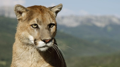 Pumas sind in Amerika heimisch - nicht in Bayern (Archiv).  (Foto: Ronald Wittek/dpa)