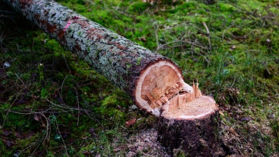 Manche würden die EU-Entwaldungsverordnung gerne zum Fallen bringen. (Symbolbild) (Foto: Philipp Schulze/dpa)