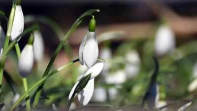 Schneeglöckchen blühen in einem Garten. (Foto: Federico Gambarini/dpa)