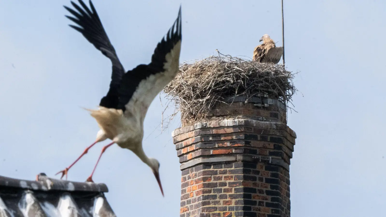 Ein Gänsegeier hat erneut ein Storchennest angegriffen und alle Jungtiere getötet. (Foto: Julian Stratenschulte/dpa)