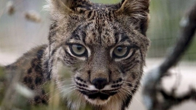 Der Pardelluchs konnte von der Weltnaturschutzunion von „stark gefährdet“ auf „gefährdet“ zurückgestuft werden. (Foto: epa efe Jose Manuel Vidal/epa efe/dpa)