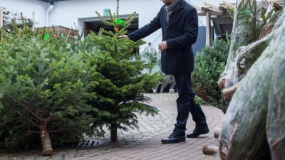 Wichtig beim Kauf: Ein frisch geschlagener Baum hat eine weiße Schnittstelle, während ältere Bäume meist eine graue Schnittstelle haben.  (Foto: Christin Klose/dpa-tmn)