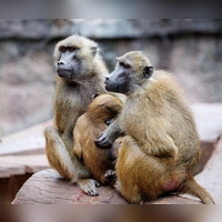 Die Anlage ist laut dem Tiergarten für 25 Paviane plus Jungtiere ausgelegt. Im Juli 2025 lebten dort mehr als 40 Affen. (Archivbild) (Foto: Daniel Karmann/dpa)