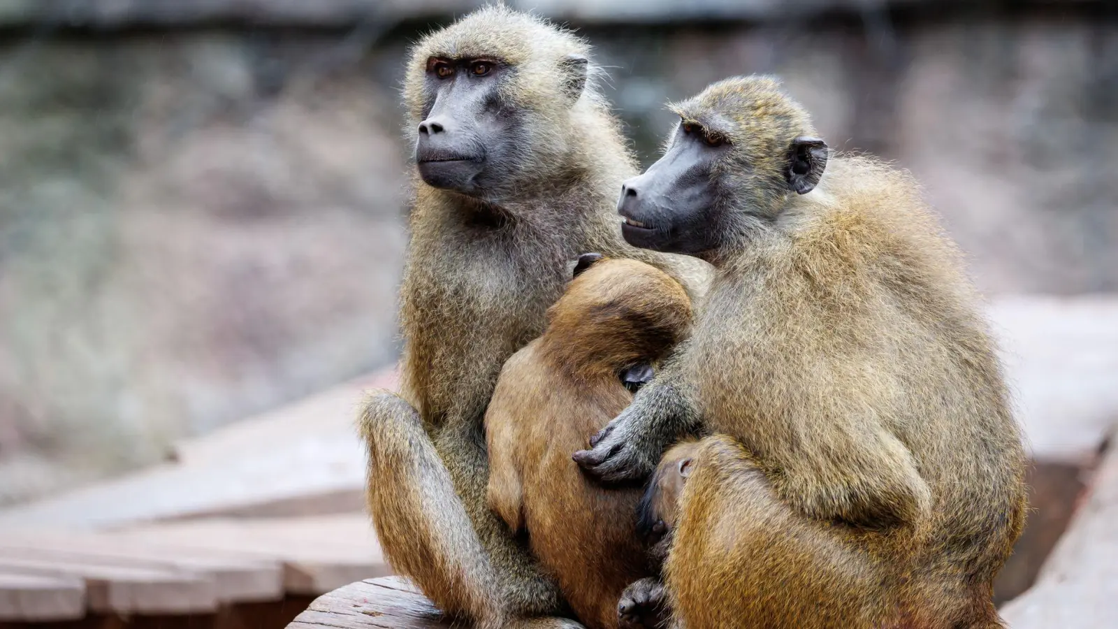Die Anlage ist laut dem Tiergarten für 25 Paviane plus Jungtiere ausgelegt. Im Juli 2025 lebten dort mehr als 40 Affen. (Archivbild) (Foto: Daniel Karmann/dpa)
