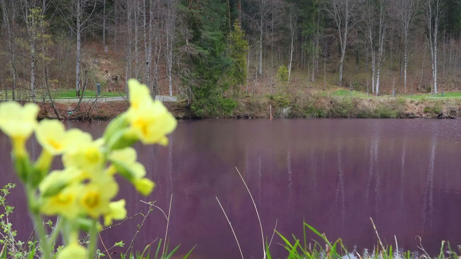 Lila gefärbt ist das Wasser des Gipsbruchweihers. Grund für die Farbe sind Bakterien, die in dem schwefelhaltigem Wasser blühen. (Foto: Karl-Josef Hildenbrand/dpa)