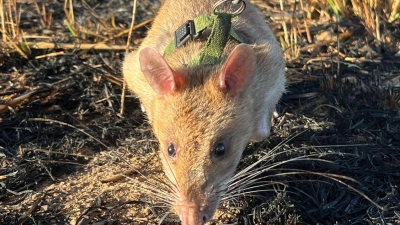 Ratte Baraka wittert auf einem Minenfeld nach vergrabenem Sprengstoff. (Foto: Kristin Palitza/dpa)