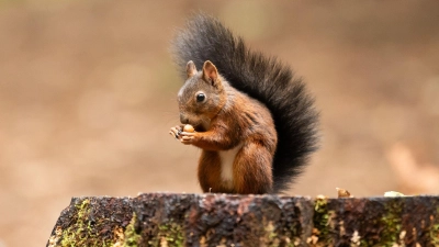 Wer Eichhörnchen im Winter helfen möchte, kann mit Nüssen, Samen und einer sicheren Futterstelle viel bewirken. (Foto: Silas Stein/dpa/dpa-tmn)