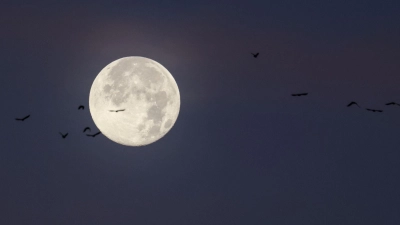 Der letzte Vollmond des Jahres wird auch „Cold Moon“ oder „Julmond“ genannt. (Archivbild) (Foto: Christian Charisius/dpa)