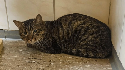 Neun Katzen wie diese suchen ein neues Zuhause. Sie wurden vom Veterinäramt aus einer verwahrlosten Wohnung gerettet. (Foto: Veterinäramt Ansbach/Jan Glöckel)