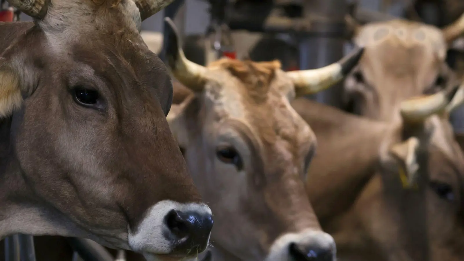 Fast alle Kühe sind den Angaben zufolge wieder wohlbehalten in ihrem Hof angekommen. (Symbolbild) (Foto: Karl-Josef Hildenbrand/dpa)
