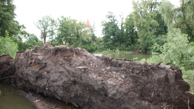 Eine riesige Pappel stürzte am Dinkelsbühler Hippenweiher um. Das Wurzelwerk riss Teile des Uferwegs mit sich. (Foto: Martina Haas)