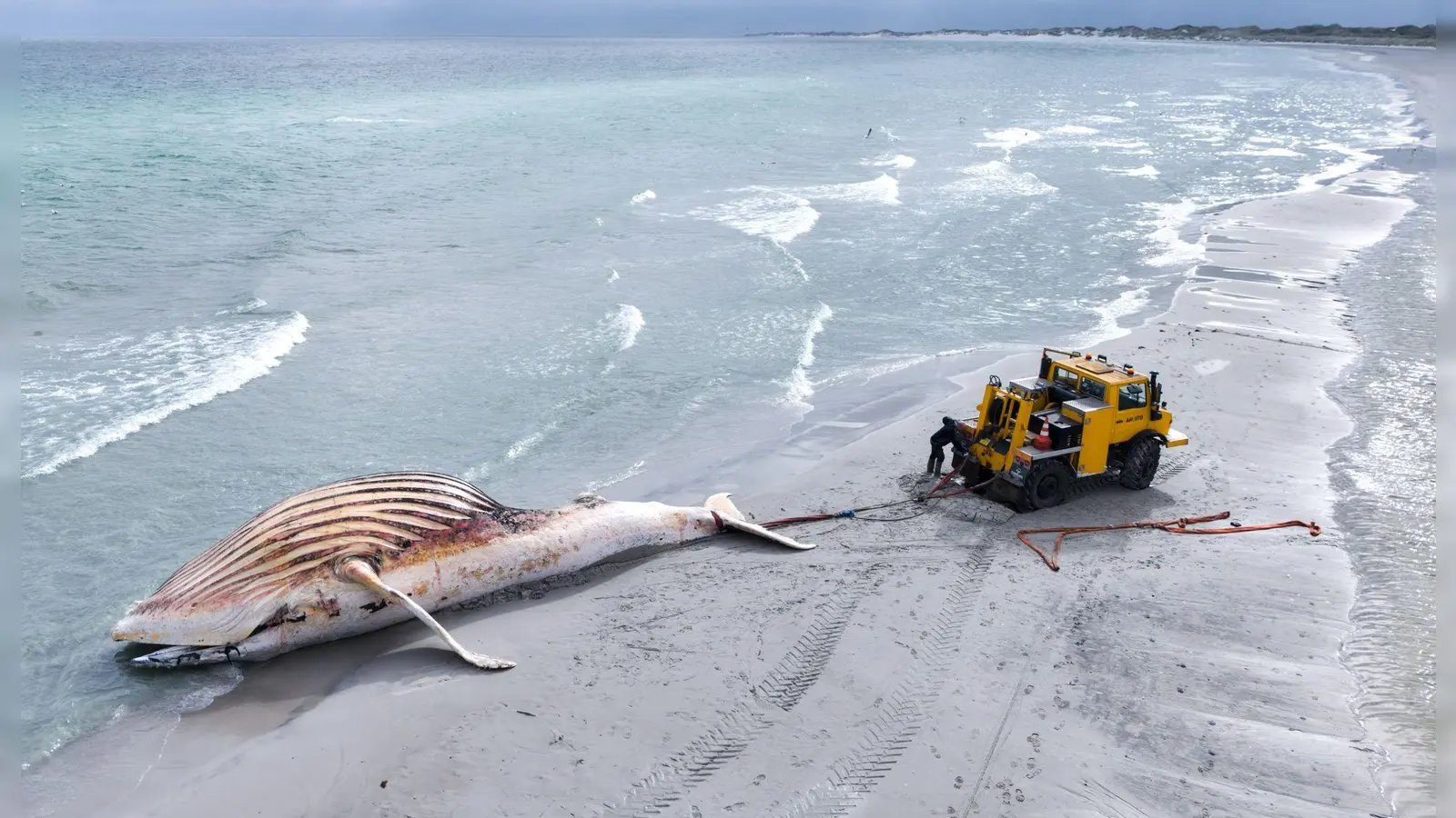 Der tote Wal wird an Land der dänischen Insel Anholt gezogen. (Archivbild) (Foto: Marcus Golejewski/dpa)