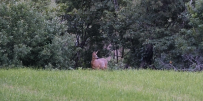 Die Jagd auf Rehwild soll auch ohne Streckenliste möglich sein. Die Novelle des Bayerischen Jagdgesetzes sieht es vor. Diese soll noch im März verabschiedet werden. Die Jagdgenossen können wählen.  (Foto: Daniel Schumacher)
