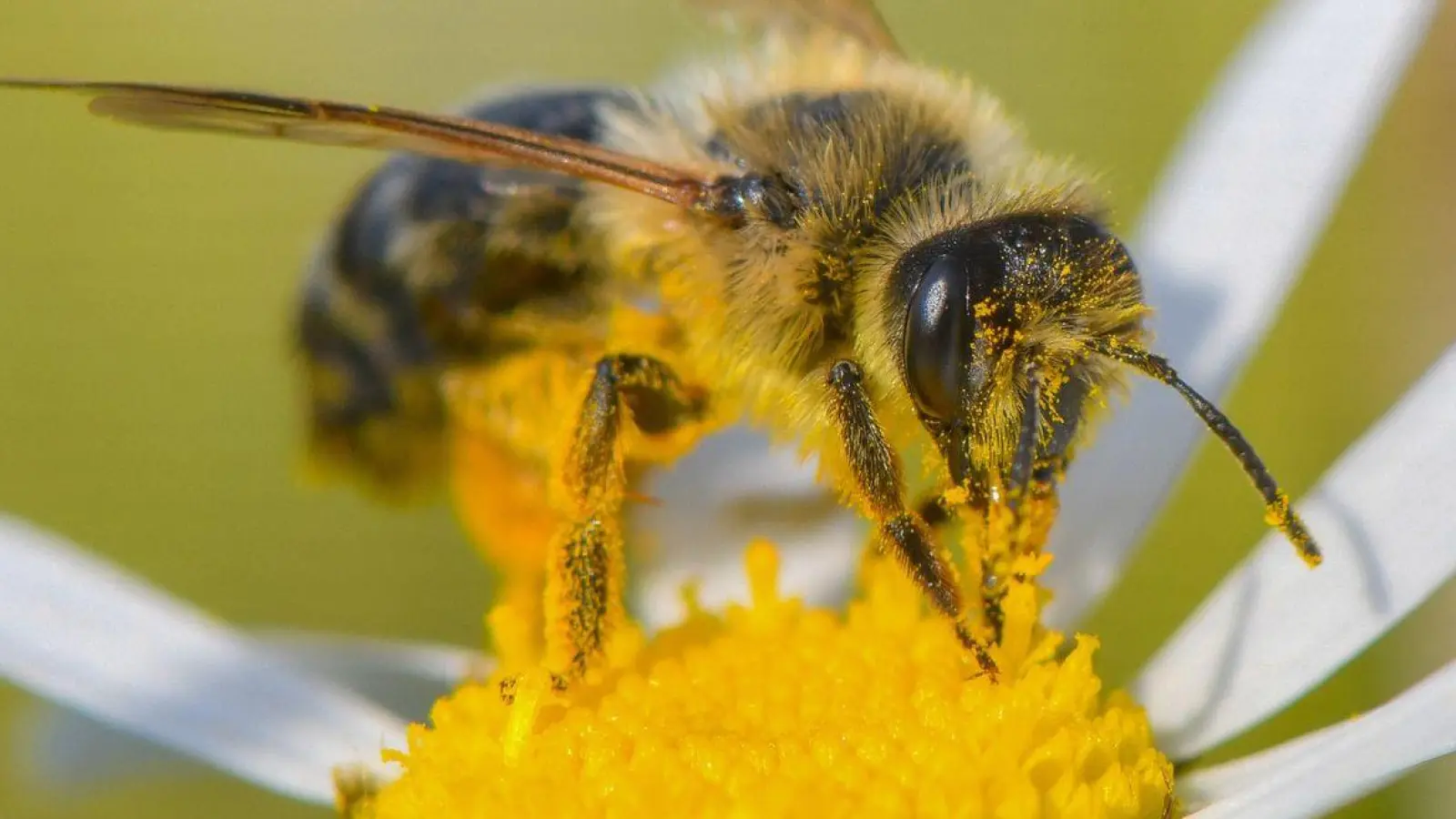 Auf der Suche nach Nektar: Mit einer bienenfreundlichen Bepflanzung können Gärtnerinnen und Gärtner die kleinen Tiere glücklich machen. (Foto: Patrick Pleul/dpa-Zentralbild/dpa)