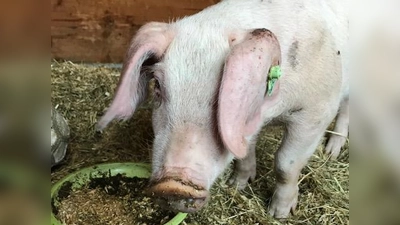 Das Jungschwein Tom hat ein neues Zuhause gefunden.  (Foto: Dominique Sauereßig)