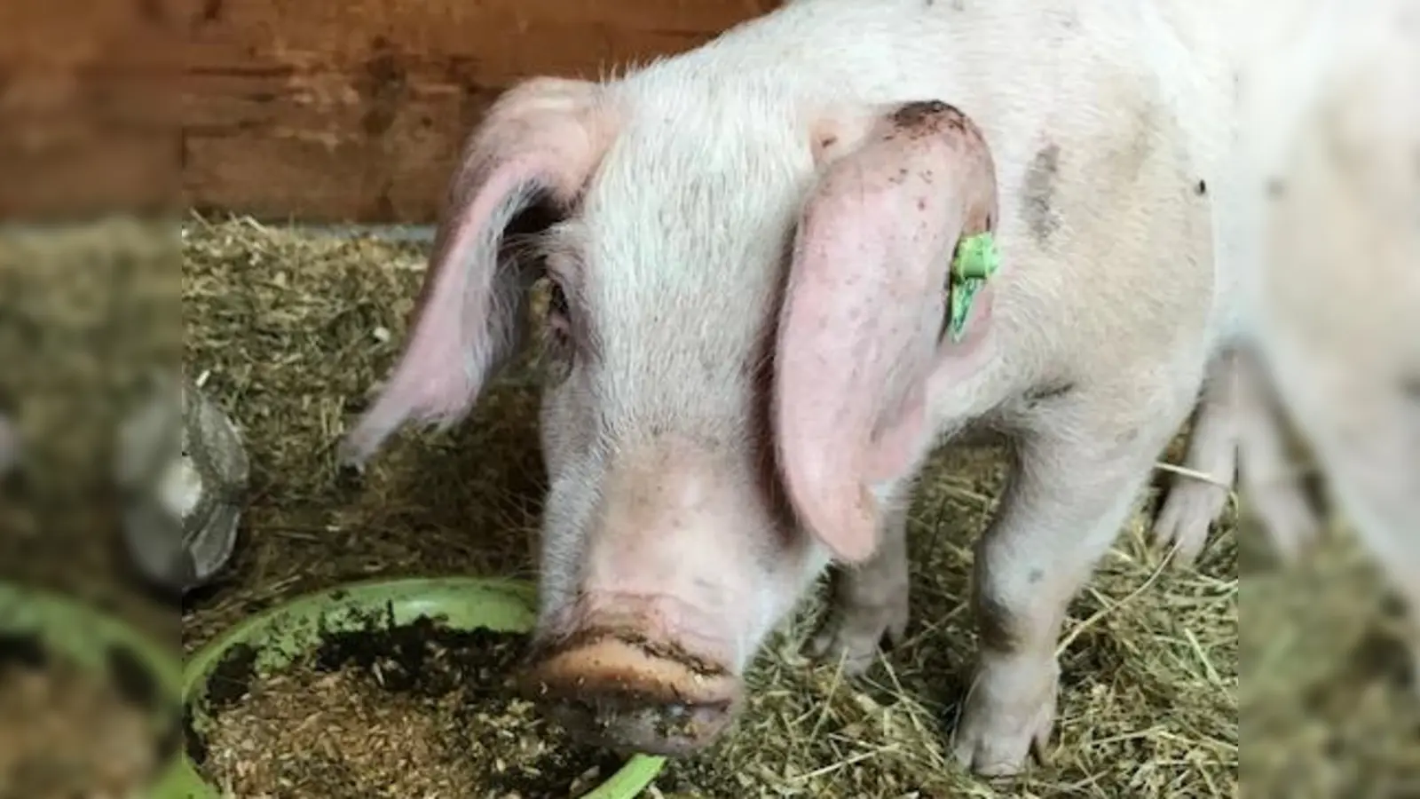 Das Jungschwein Tom hat ein neues Zuhause gefunden.  (Foto: Dominique Sauereßig)