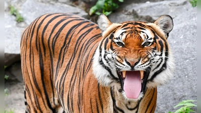 Indochinesische Tiger sind in vielen Ländern bereits ausgestorben. (Archivbild) (Foto: Jens Kalaene/dpa-Zentralbild/dpa)