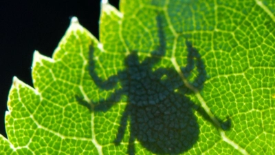 FSME und Borreliose: Zecken können Krankheiten übertragen. (Foto: Patrick Pleul/dpa-Zentralbild/dpa)