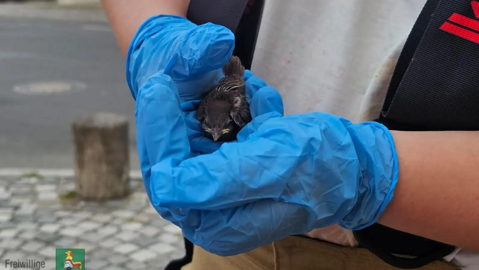 Behutsam nahm eine Feuerwehrfrau den kleinen Vogel in die Hände. In einer Styroporbox wurde er anschließend in eine private Vogelauffangstation gebracht. (Foto: Feuerwehr Neustadt)