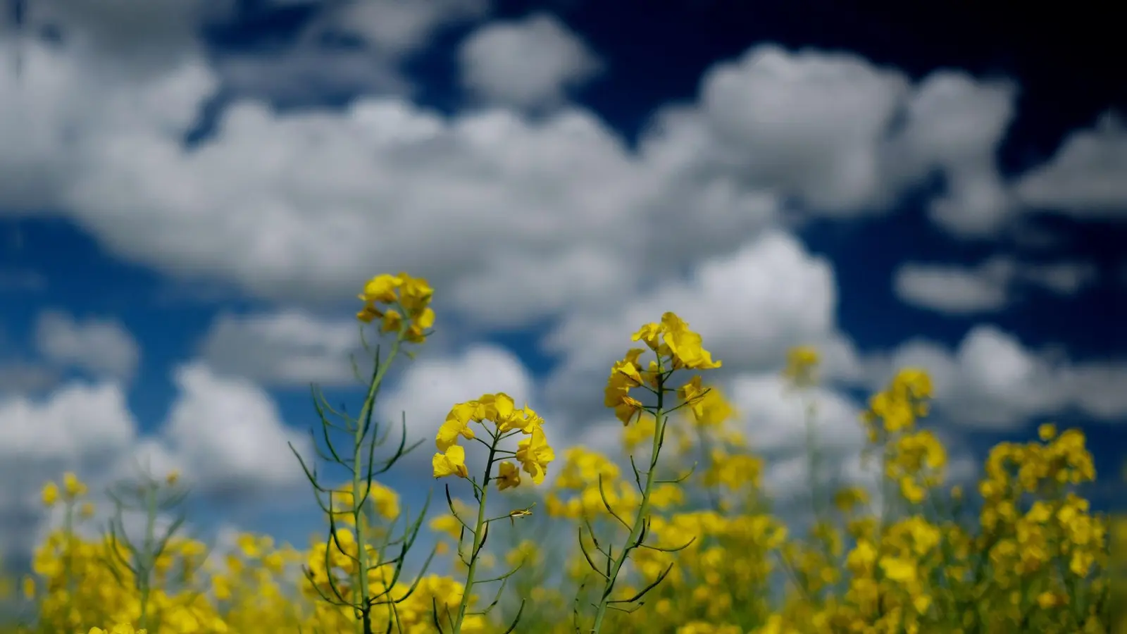 Raps blüht auf einem Feld in Nordsachsen. (Foto: Sebastian Willnow/dpa-Zentralbild/dpa)