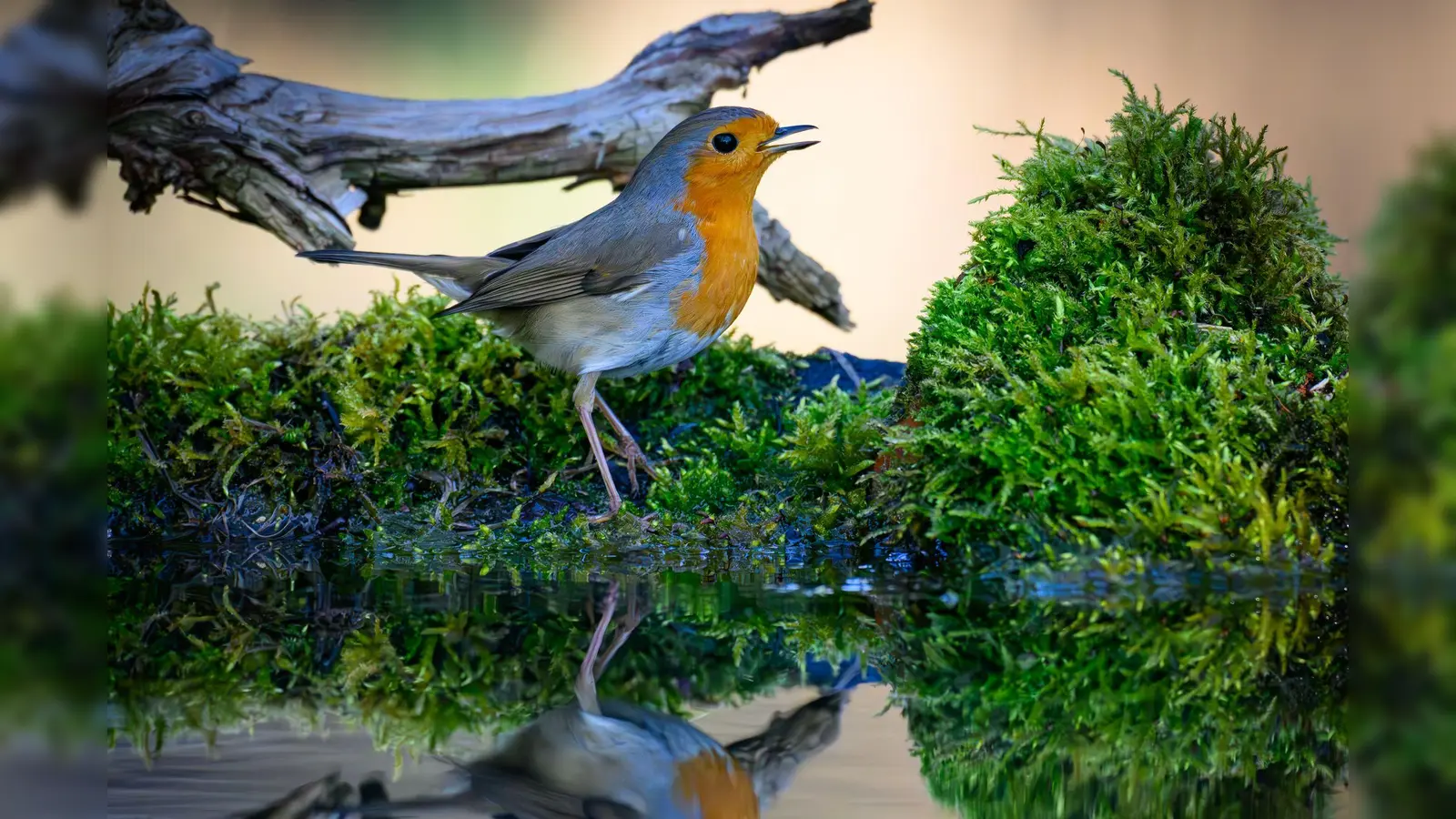 Der Gesang des Rotkehlchens ist eine Abfolge hoher Töne, die laut Nabu in einer perlenden Strophe enden. (Symbolbild) (Foto: Patrick Pleul/dpa)