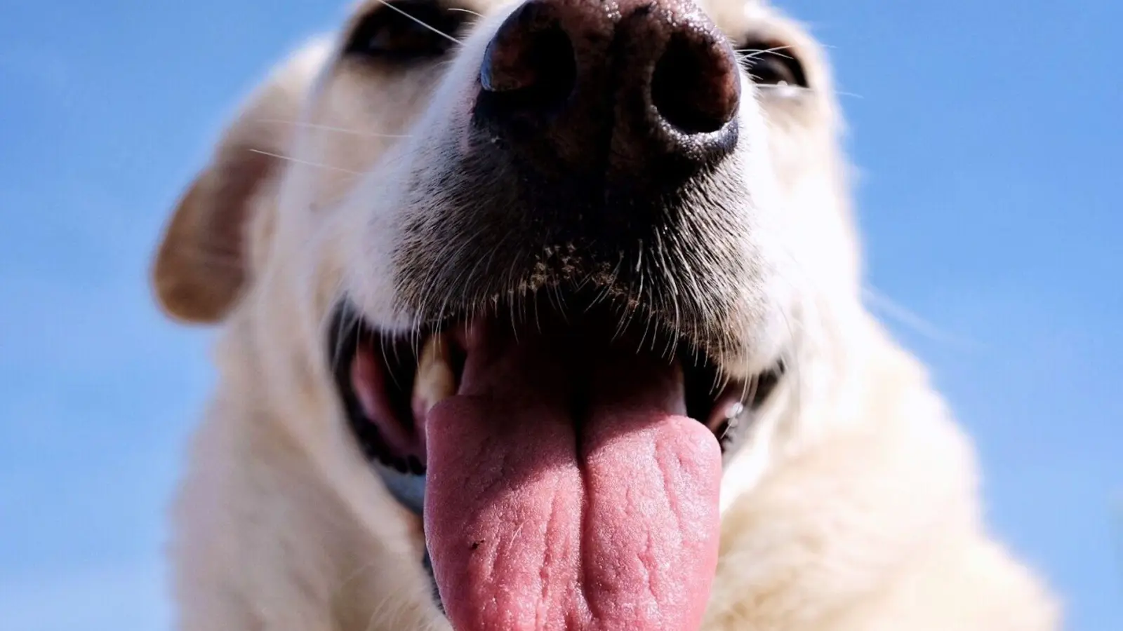 Schutz vor der Sonne: Der Nasenrücken von Hunden kann genauso wie Menschenhaut eingecremt werden. (Foto: Martin Gerten/dpa/dpa-tmn)