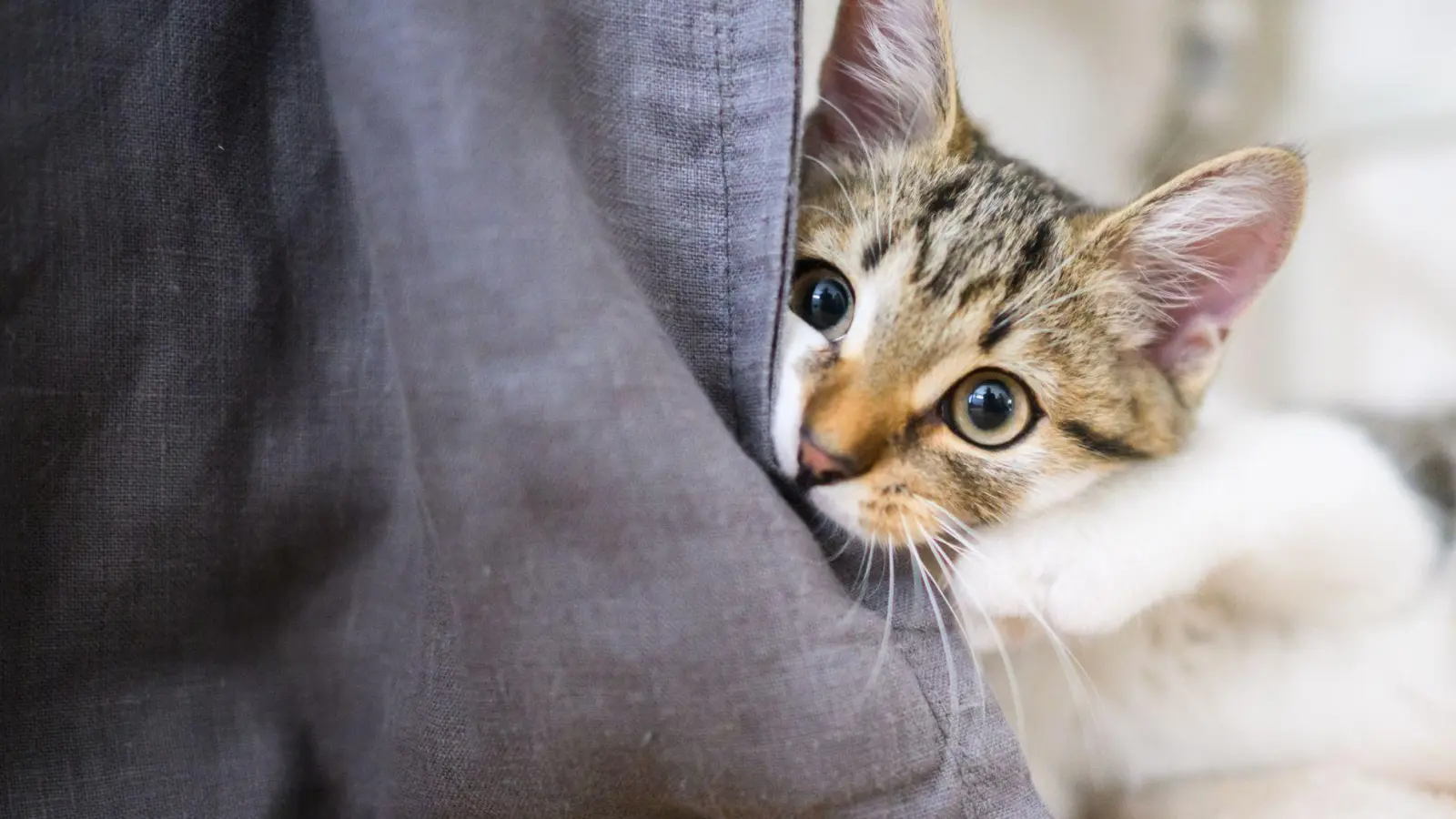 Auf Entdeckungstour: Am besten lässt man der Katze Zeit, ein Zimmer nach dem anderen zu erkunden. (Foto: Julian Stratenschulte/dpa/dpa-tmn)