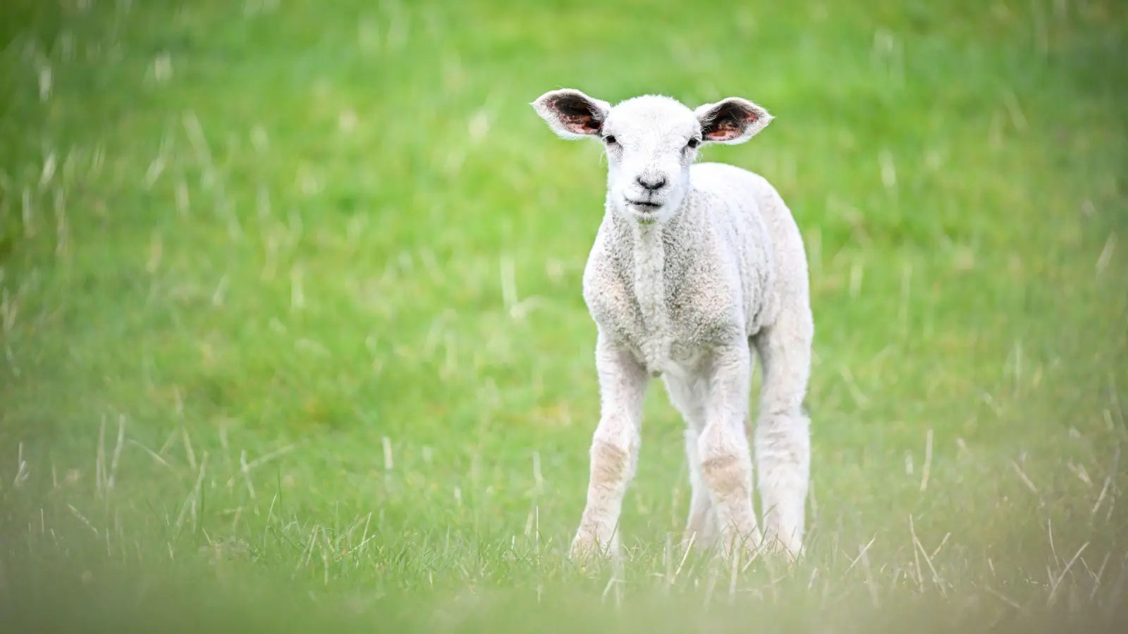 In der Oberpfalz haben zwei Männer mutmaßlich ein Lamm illegal geschächtet. (Symbolbild) (Foto: Sina Schuldt/dpa)