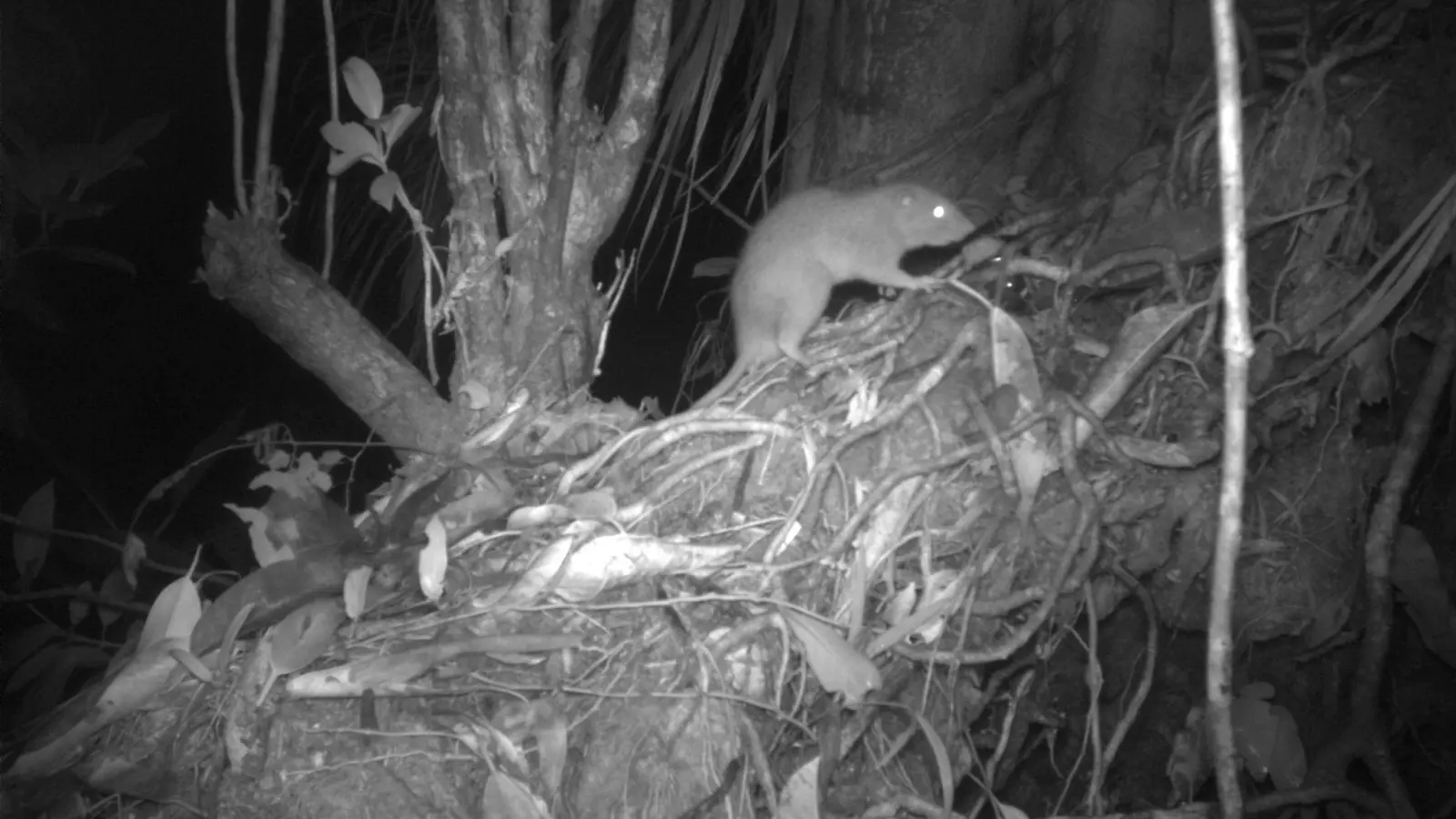 Forscher konnten erstmals eine der Riesenratten von Vangunu fotografieren. (Foto: Dr Tyrone Lavery/University of Melbourne/dpa)