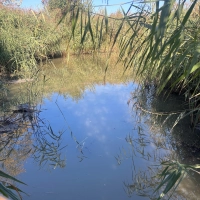 Der Dorfweihers im Geslauer Ortsteil Dornhausen ist aktuell komplett verlandet. Er soll saniert und reaktiviert werden. Dafür hat sich der Gemeinderat einstimmig ausgesprochen. (Foto: Richard Strauß)