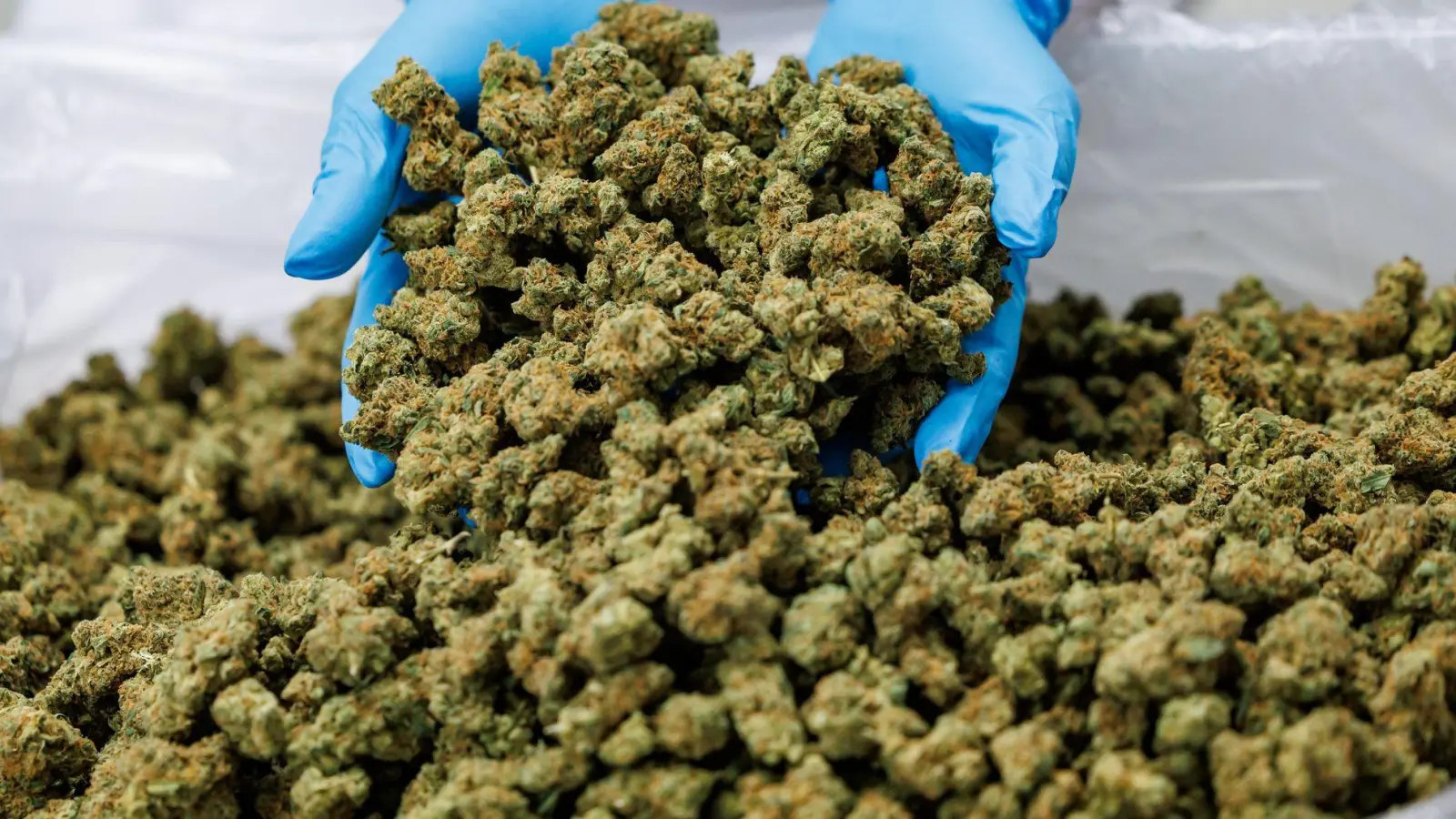 Importe von Medizinal-Cannabis steigen stark. (Archivbild) (Foto: Daniel Karmann/dpa)