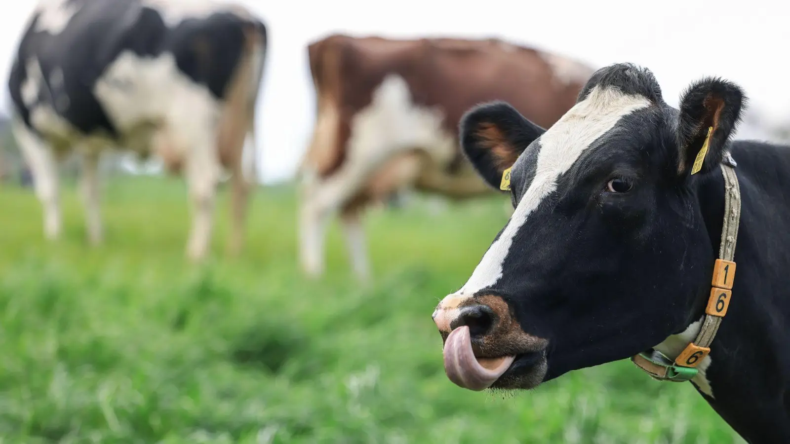 Eine Milchkuh steht auf der Weide. (Foto: Oliver Berg/dpa/Symbolbild)