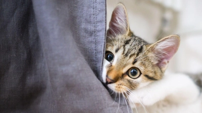 Stress bei Katzen abbauen: Gemeinsames Spielen stärkt die Bindung und reduziert Anspannung. (Foto: Julian Stratenschulte/dpa)