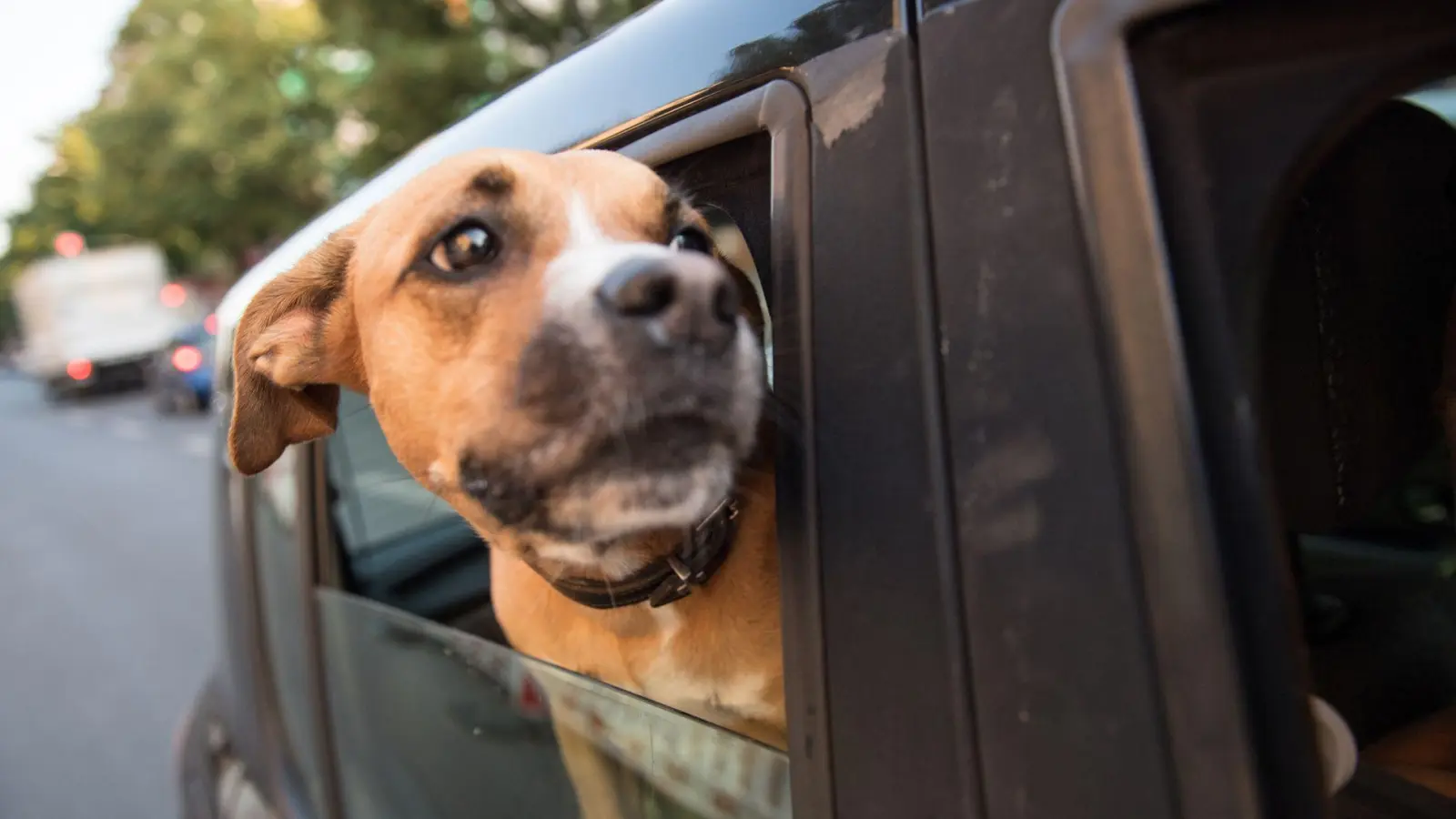 Urlaubsplanung mit Hund: Für eine sorgenfreie Reise sollten Impfungen, Mikrochip-Registrierung und hundefreundliche Unterkünfte beachtet werden. (Foto: Robert Günther/dpa-tmn)