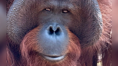 Orang-Utans teilen 97 Prozent ihres Erbguts mit den Menschen und sind sehr intelligent. (Archivbild) (Foto: Carola Frentzen/dpa)