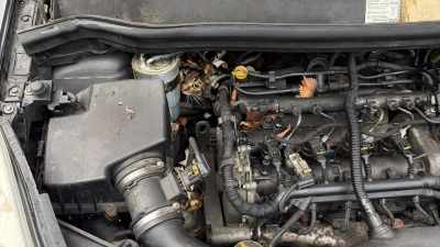 In höchster Not fanden Feuerwehrler eine eingeklemmte Katze in einem Auto vor.  (Foto: --/Berufsfeuerwehr Augsburg/dpa)