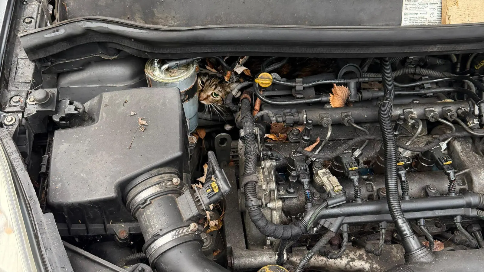 In höchster Not fanden Feuerwehrler eine eingeklemmte Katze in einem Auto vor.  (Foto: --/Berufsfeuerwehr Augsburg/dpa)