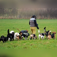 Im Rudel Gassi gehen? Wer einen solchen Service für seinen Hund bucht, kann die Kosten dafür in bestimmten Fällen steuerlich geltend machen. (Foto: Carsten Rehder/dpa)