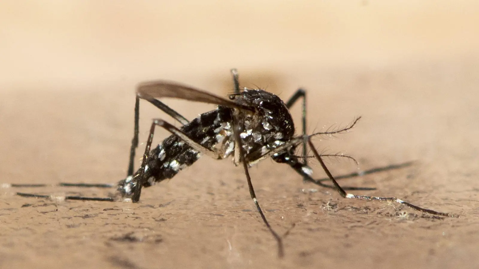 Im Zuge des Klimawandels haben sich nach Expertenangaben auch in Deutschland Populationen der Asiatischen Tigermücke etabliert. (Foto: Ennio Leanza/KEYSTONE/dpa)