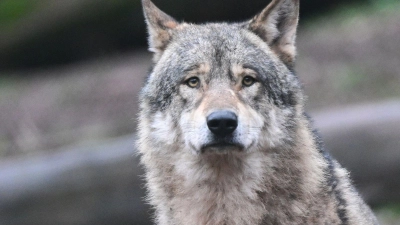 In Bayern lebten zuletzt nur sechs Rudel mit insgesamt 19 Welpen. (Symbolbild) (Foto: Bernd Weißbrod/dpa)