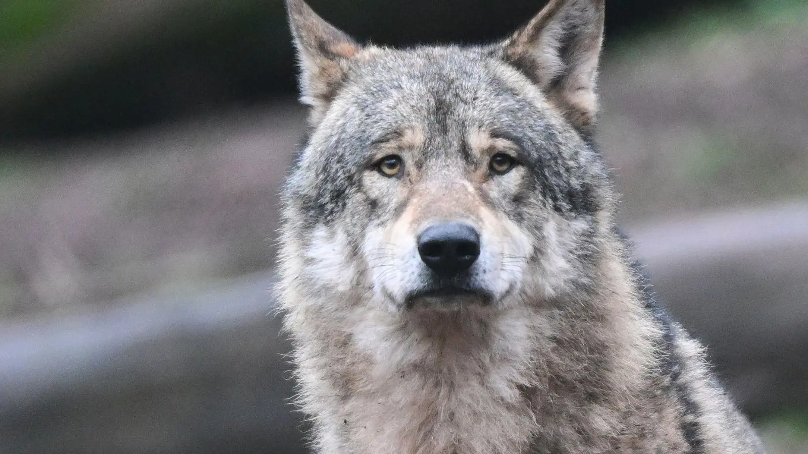 In Bayern lebten zuletzt nur sechs Rudel mit insgesamt 19 Welpen. (Symbolbild) (Foto: Bernd Weißbrod/dpa)