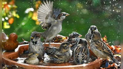 Haussperlinge baden in einer Vogeltränke. (Foto: Waltraud Grubitzsch/dpa)