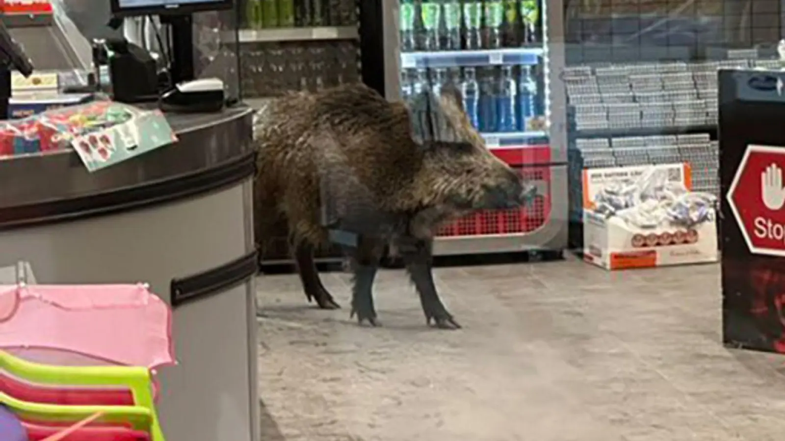 Ein Wildschwein hat sich in einem Kaufhaus verlaufen.  (Foto: -/Polizei Berlin/dpa)