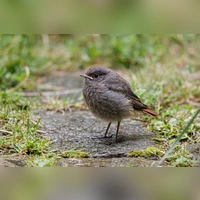 Ein junger Hausrotschwanz sitzt alleine auf der Wiese. Vogelschützer raten hier zur Vorsicht. Meist ist die Mutter nicht weit. (Foto: Andreas Hartl/LBV Bildarchiv)