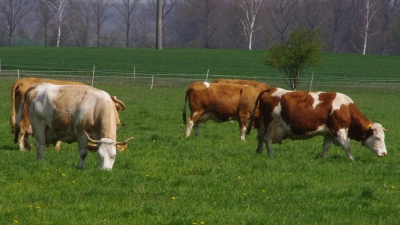 Weide für alle Kühe: Das ist das Ideal für die Milchviehhaltung. Doch nicht in allen Betrieben in Franken ist dies umsetzbar. (Foto: Fritz Arnold)